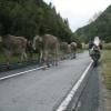 Trasy Motocyklowe nufenenpass--valais-- photo