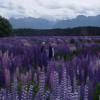 Droga motocykl 94--te-anau-milford- photo