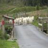 Trasy Motocyklowe devil-s-staircase--tregaron- photo